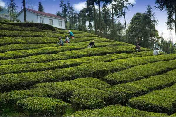Darjeeling